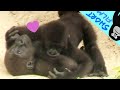 How cute 😍#gorilla #Djeeco Family| #ゴリラ|Taipei zoo#金剛猩猩 #jabali #Ringo