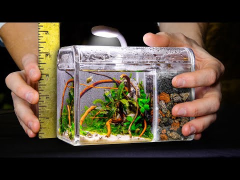 DIY Micro All-In-One Snail Aquarium