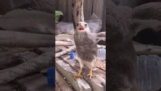Hawk Eagles hunting bird for food😱🦅#shorts #hawk #birds #eagle #animals #wildlife