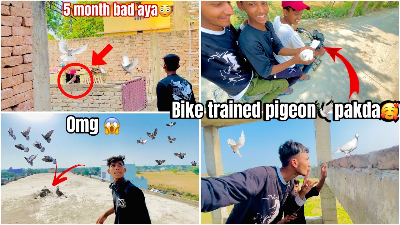 Bike Trained kabutar 🕊 pakda 🤑 || omg 😲 10000 kabutar 😍 |#petsvlog