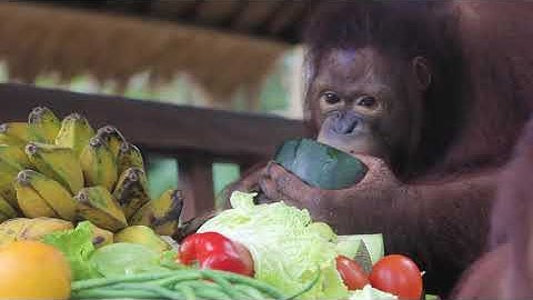 The orangutans secret treats quest at Bali Zoo. 🍌🍈🍉🍊🍇🦧