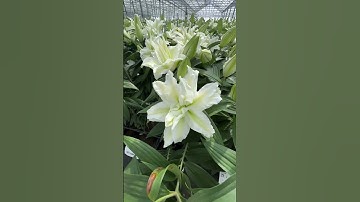 You have entered lily paradise🌸