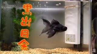 【黒出目金】自由な金魚