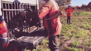 Download lagu Chasse aux sangliers France Chasse aux sangliers France