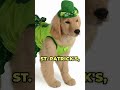 Unlock your dogs happy run st paddys 50 off special