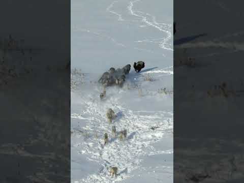 Bison vs. Wolf Pack in Deep Snow Battle #animalfight #wolves #winter