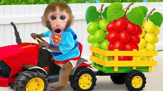 Download Lagu Monyet Bon Bon Imut memanen buah-buahan di peternakan dan membuat mobil Lego bersama teman sapi MP3 Download Lagu Monyet Bon Bon Imut memanen buah-buahan di peternakan dan membuat mobil Lego bersama teman sapi MP3