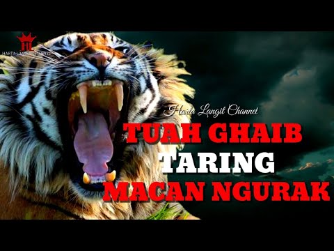 Video: Apa tujuan Taring?