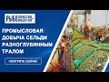 Промысловый лов сельди разноглубинным тралом Атлантика-1340 в Баренцевом море