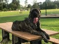 English Mastiff English Mastiff