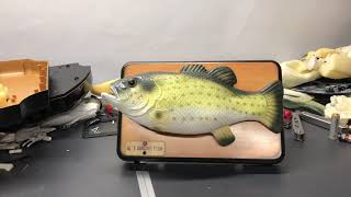Rare! Mini Al’s Dancing fish