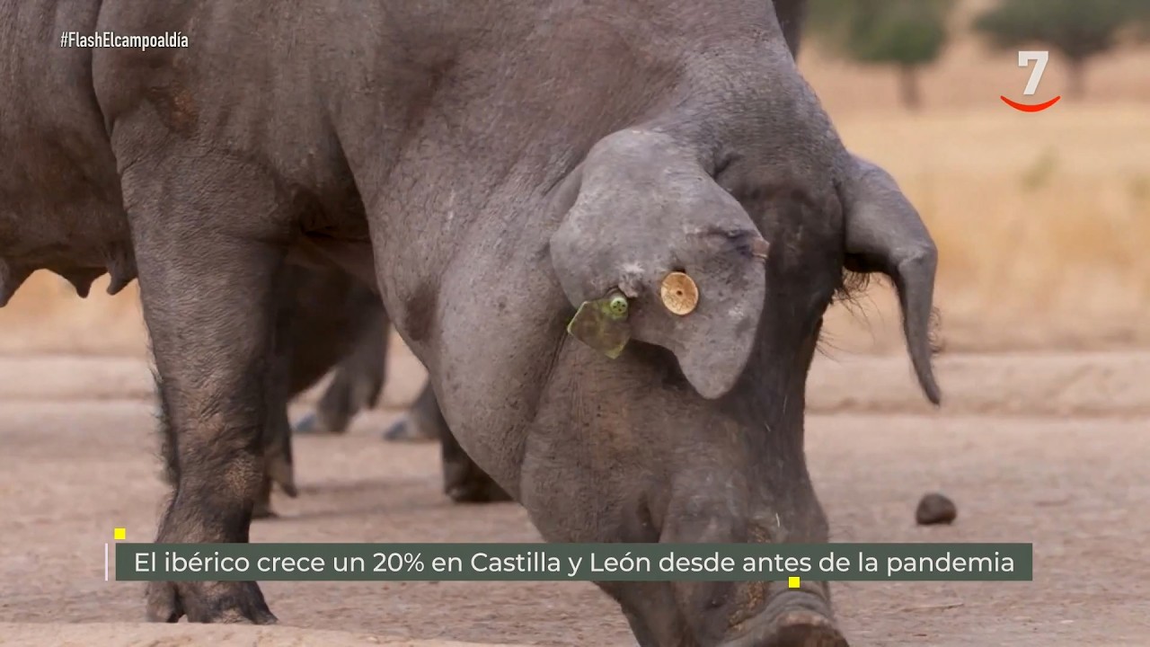 Flash El campo al día (08/06/2026): El ibérico crece un 20% en CyL desde antes de la pandemia