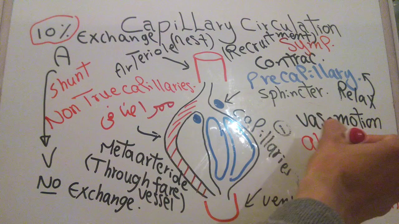 CVS new system (Capillary circulation) dr mohamed fayez