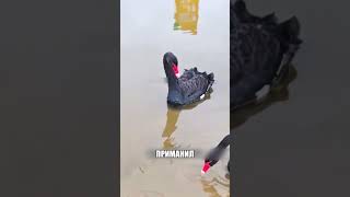 Зачем дед посреди белого дня поймал ЧЕРНОГО ЛЕБЕДЯ🤯🔥🦢