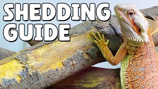 What To Do When Your Bearded Dragon Is Shedding