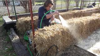 STRAW BALE GARDENING-DAY 1 - CONDITIONING THE BALES