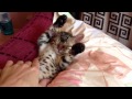 Мимими котики котенок спит kitty cat