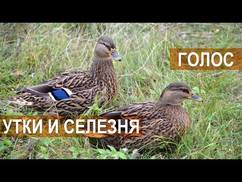 Голос утки и селезня. Межрегиональные состязания подсадных уток