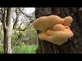 Трутовик серно жёлтый гриб который растёт на дереве, сбор грибов 2023, весенние грибы Крыма 2023