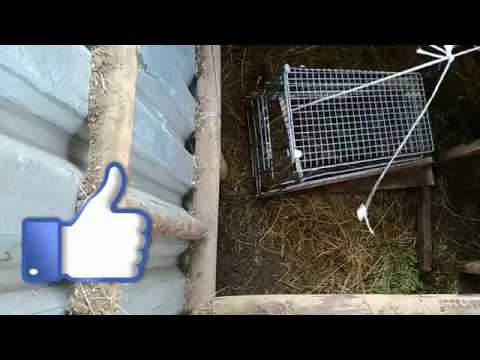 Ловушка на кролика. Пойман последний кролик в Кроличей яме. - YouTube