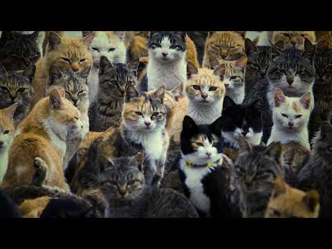 Video: Cilat Janë Emrat Më Të Zakonshëm Të Maceve