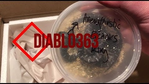 BHB Reptiles Unboxing - Blood Python And Kingsnake