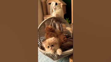 so beautiful cat video 😻❤️ #trending #cat #youtube #viralvideo #cute #love #funnycat #song #pets 👣✨