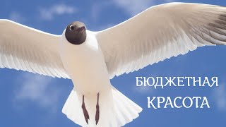 Бюджетная красота. По ту сторону красивого снимка: фотограф или фотокамера?