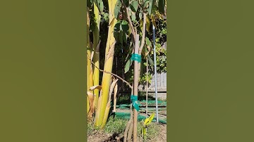 My grafted Lychee tree, Brewster variety. #filipinovlogger #garden #gardening #lychee #foodforest