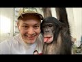 Дан Запашный и шимпанзе бонобо Боня проводят прямой эфир 08.04.2021