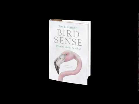 Video: Bird Sense Of Smellillä On Dinosauruslähde, Tutkimustulokset