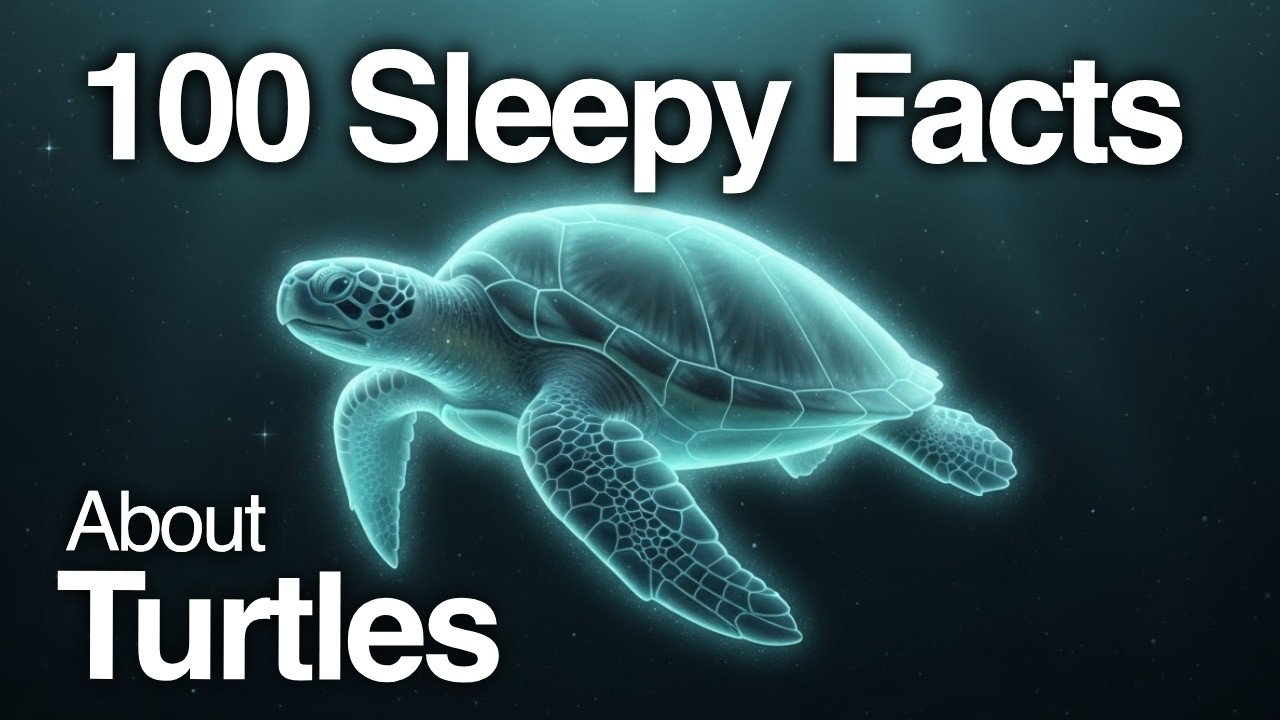 The Most Relaxing Facts About Turtles to Fall Asleep To