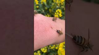 Una Forma Sencilla De Eliminar Las Picaduras De Abejas