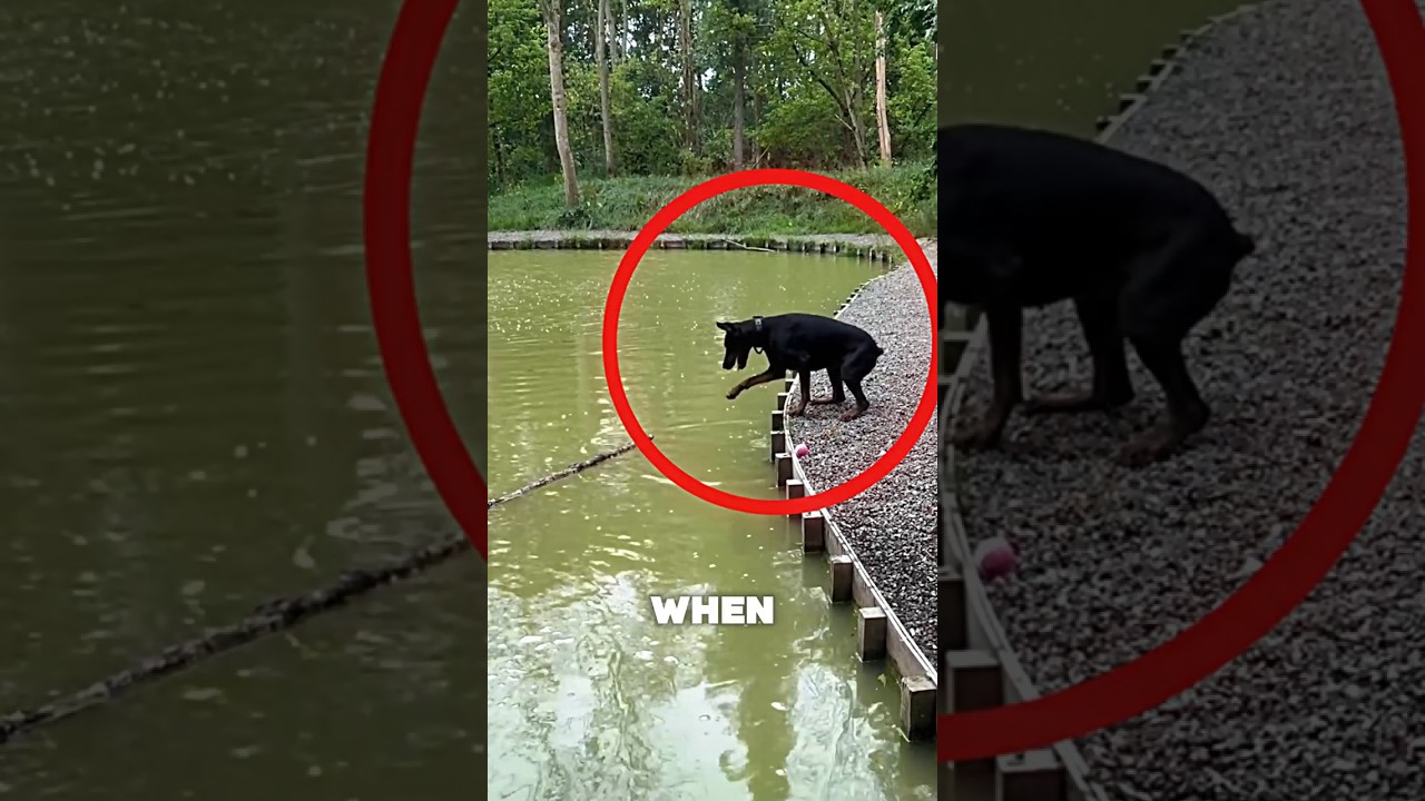 This Smart Dog Knew Exactly How to Get the Stick! 🐶🪵