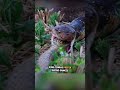 When King Cobra Hunts Its Own Kind When King Cobra Hunts Its Own Kind