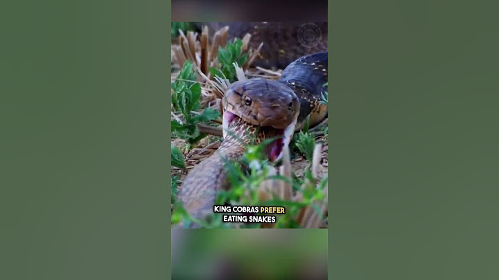 Ketika Raja Kobra Memburu Jenisnya Sendiri!