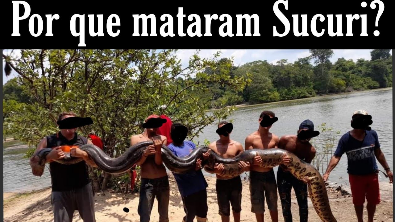 Por que as pessoas matam as Sucuris gigantes?