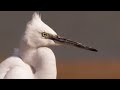An indian paradise for birds  ganges  bbc earth