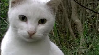 玄関開けたら猫がいて・・家に突撃され汚部屋になるまでの珍事