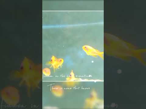 MARINE AQUARIUM FISH