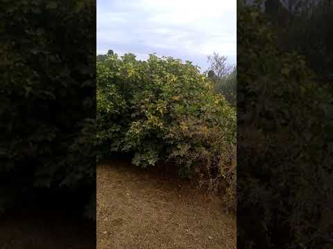 الروضة المنسية