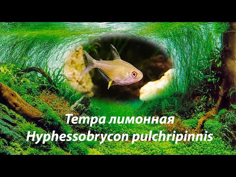 Тетра лимонная / Hyphessobrycon pulchripinnis