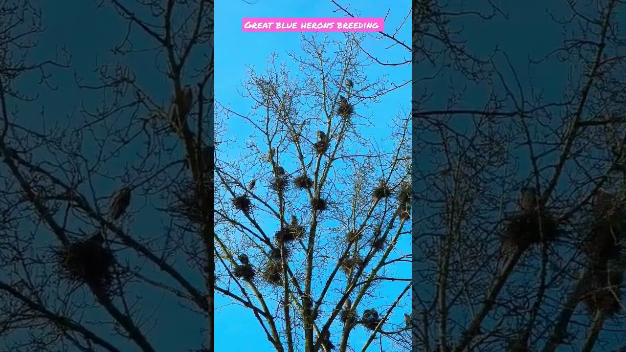 Dozens of Great Blue Herons. Breeding Season and Rookery 