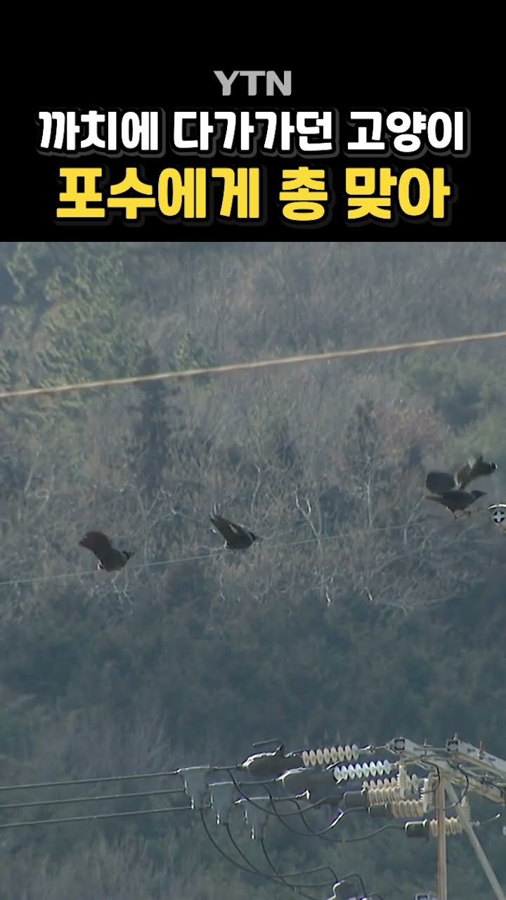 고양이에겐 쏘지 않았다더니… #shorts / YTN