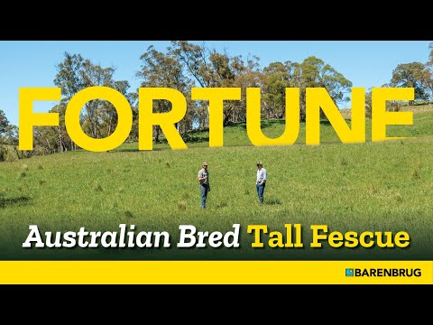 FORTUNE Tall Fescue: Pasture Grass Bred Here for TOUGH Australian Conditions