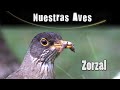 ZORZAL - Serie Nuestras Aves