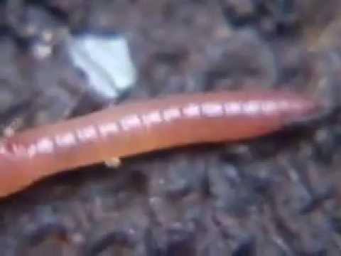 الحركة عند الديدان الحلقية