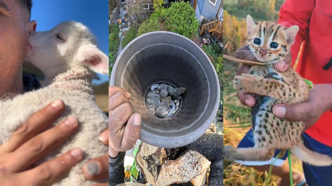 Love for the Weak #animals #rescue #love #lovestory #wildlife #wildliferescue #cute #pets #funny