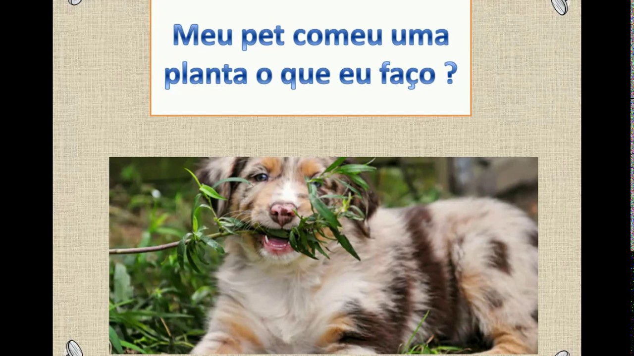 Meu Pet Comeu Uma Planta O Que Eu Faco Youtube