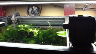Eheim auto feeder tip